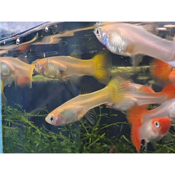 Assorted Female Guppies Poecilia reticulata – The Fish Barn
