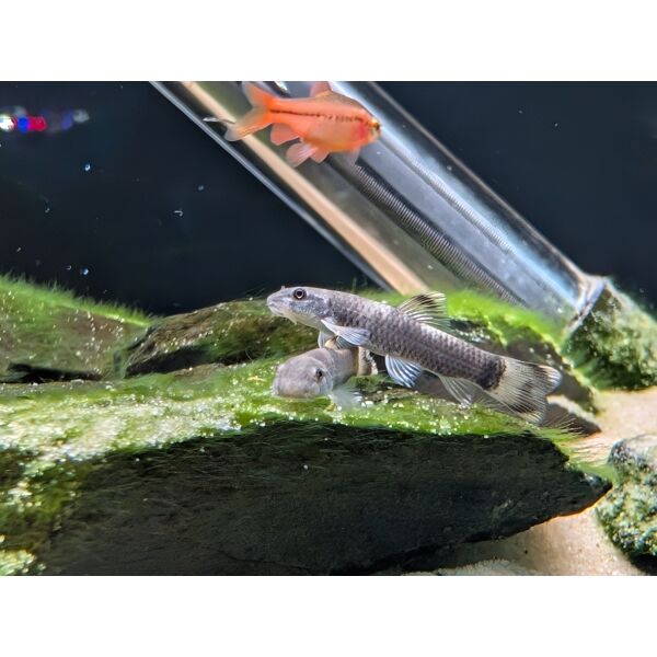 Panda Garra Garra flavatra – The Fish Barn