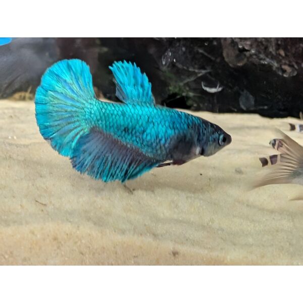 Super Delta Female Betta – The Fish Barn